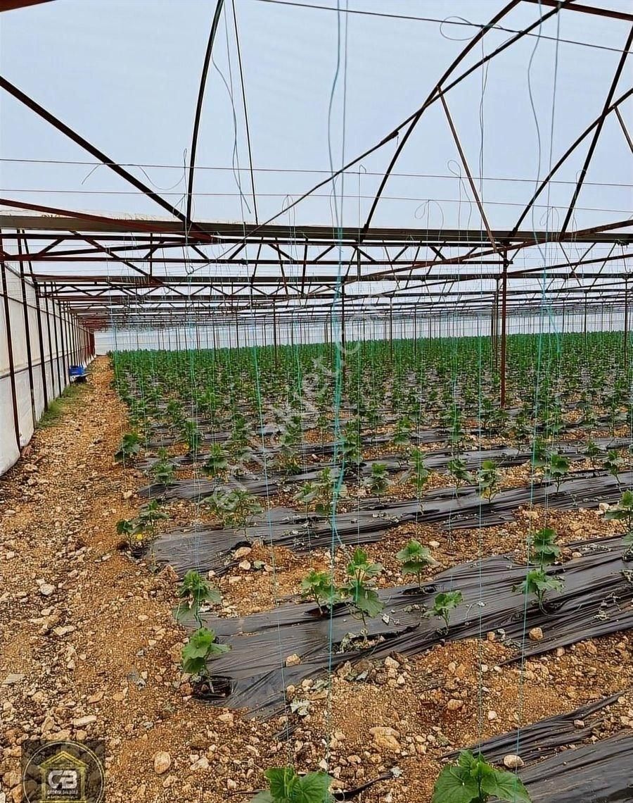 Elmalı Cezaevi Yolunda 8.150 M² Sera Ve Evi Olan Sera Satılıktır - Görsel 15