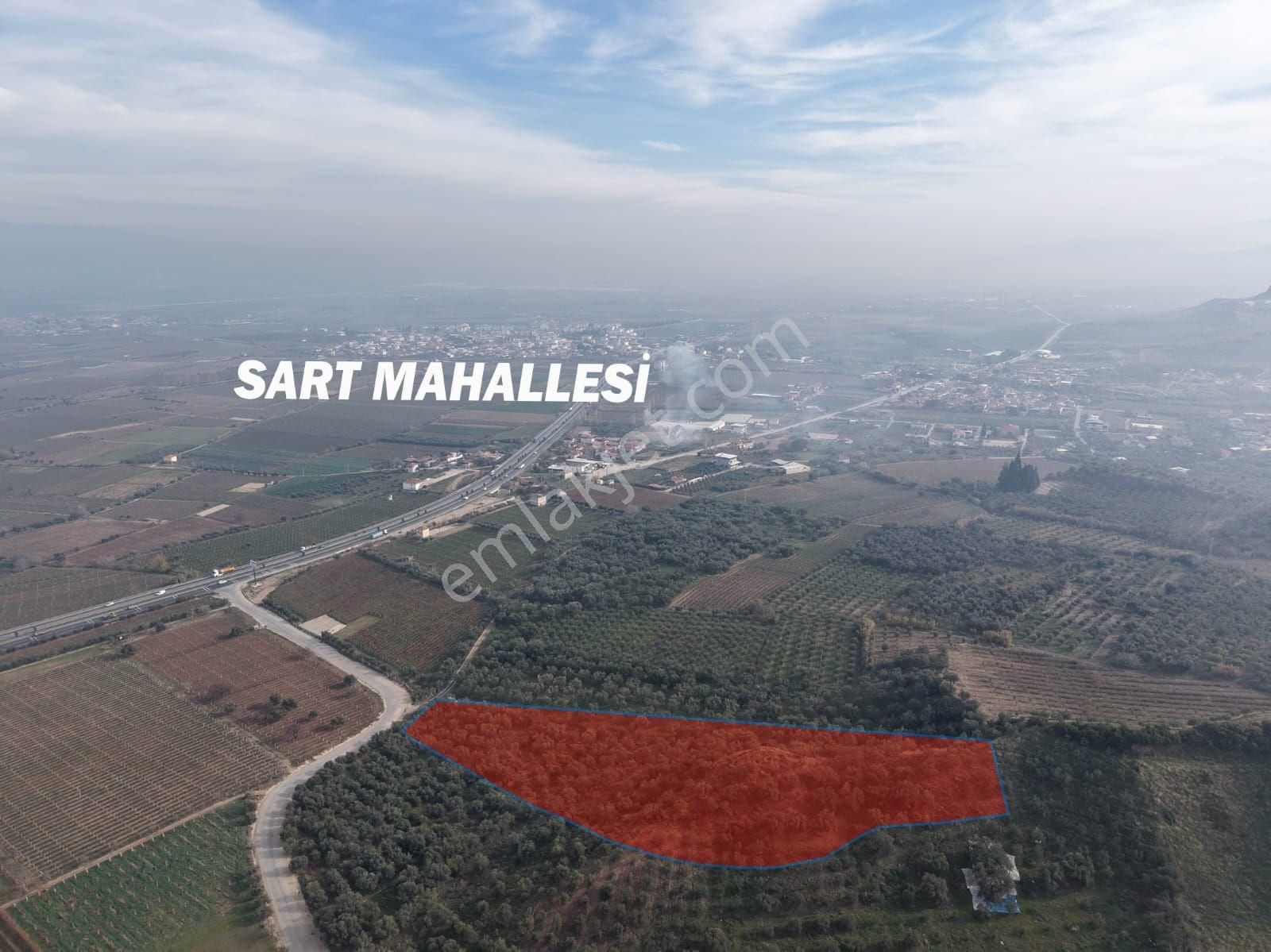 Sartta Mükemmel Konumda Satilik Zeytinlik - Görsel 2