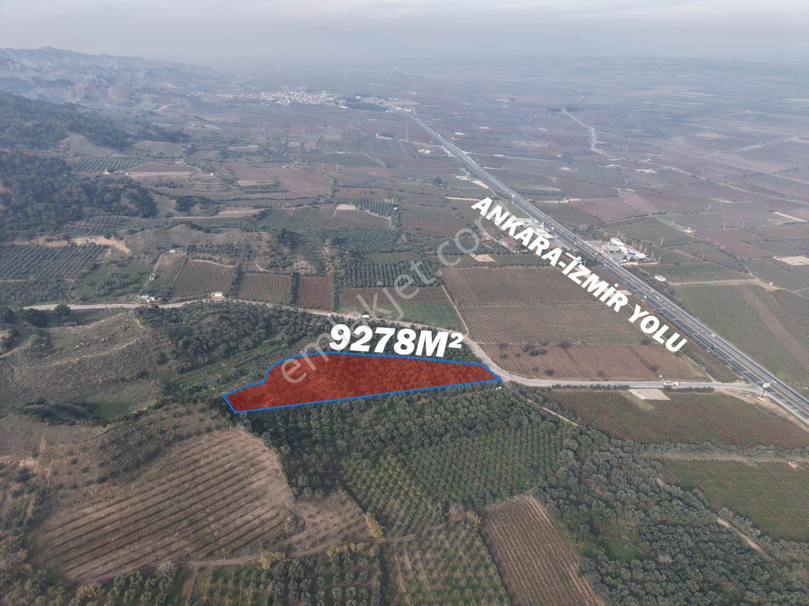 Sartta Mükemmel Konumda Satilik Zeytinlik