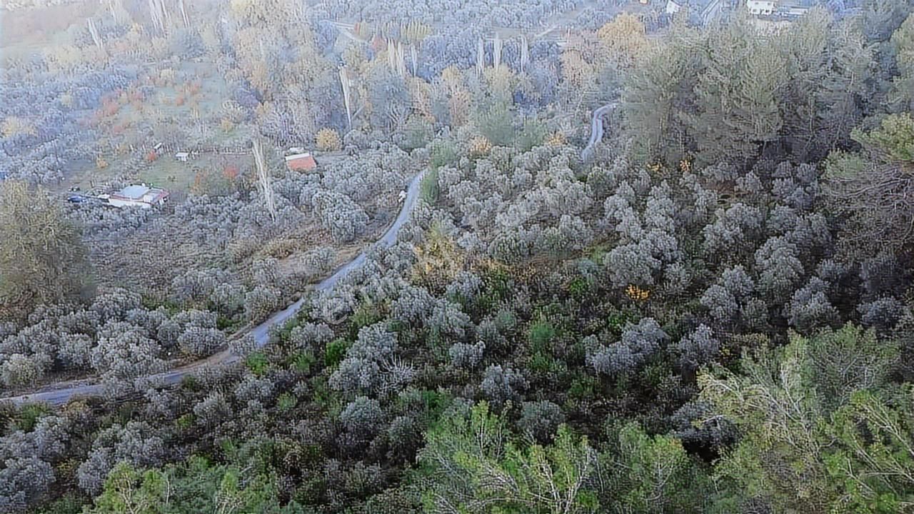 Aşağı Kızılcada 3.105 M² Yola Cepheli Müstakil Zeytinli Tarla! - Görsel 13