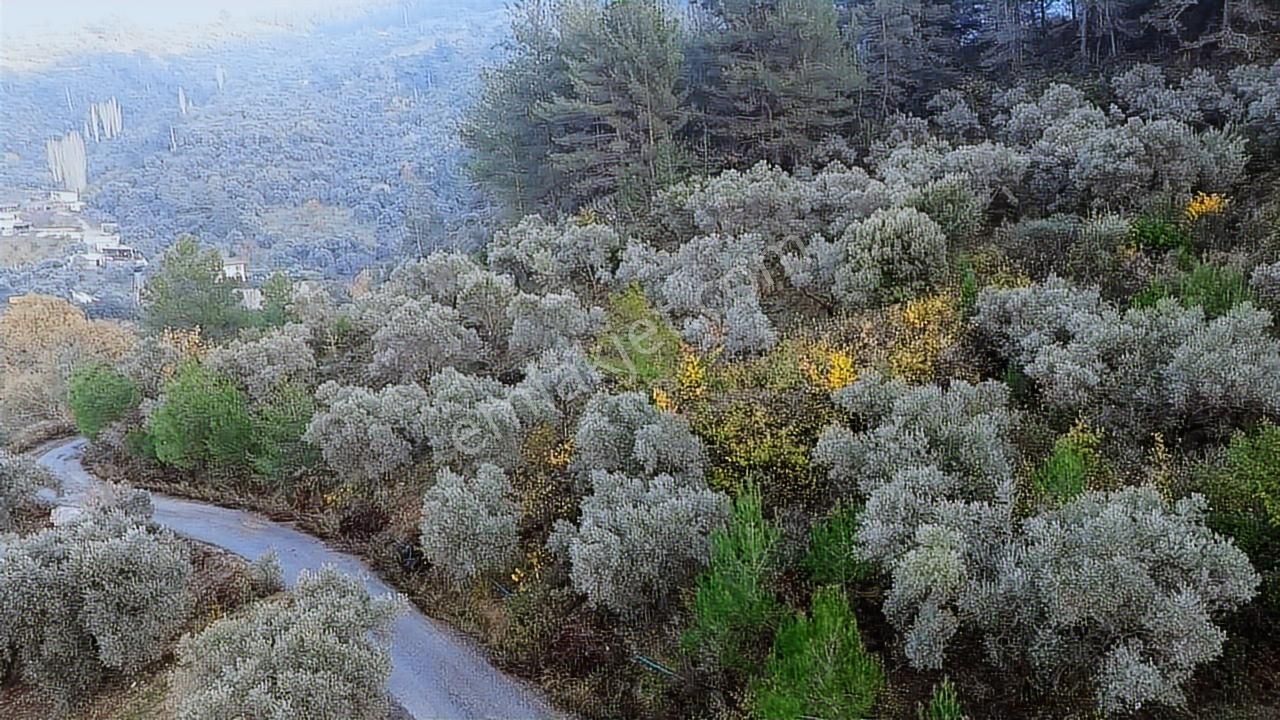 Aşağı Kızılcada 3.105 M² Yola Cepheli Müstakil Zeytinli Tarla!