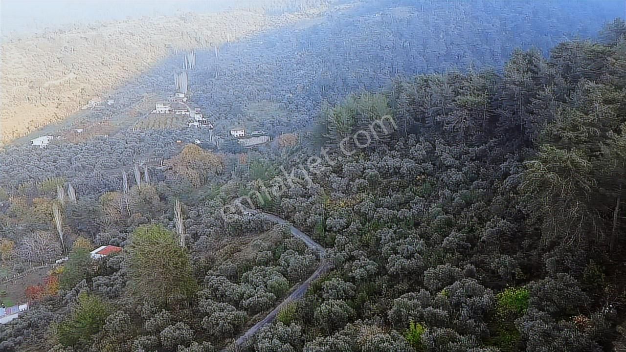 Aşağı Kızılcada 3.105 M² Yola Cepheli Müstakil Zeytinli Tarla! - Görsel 5