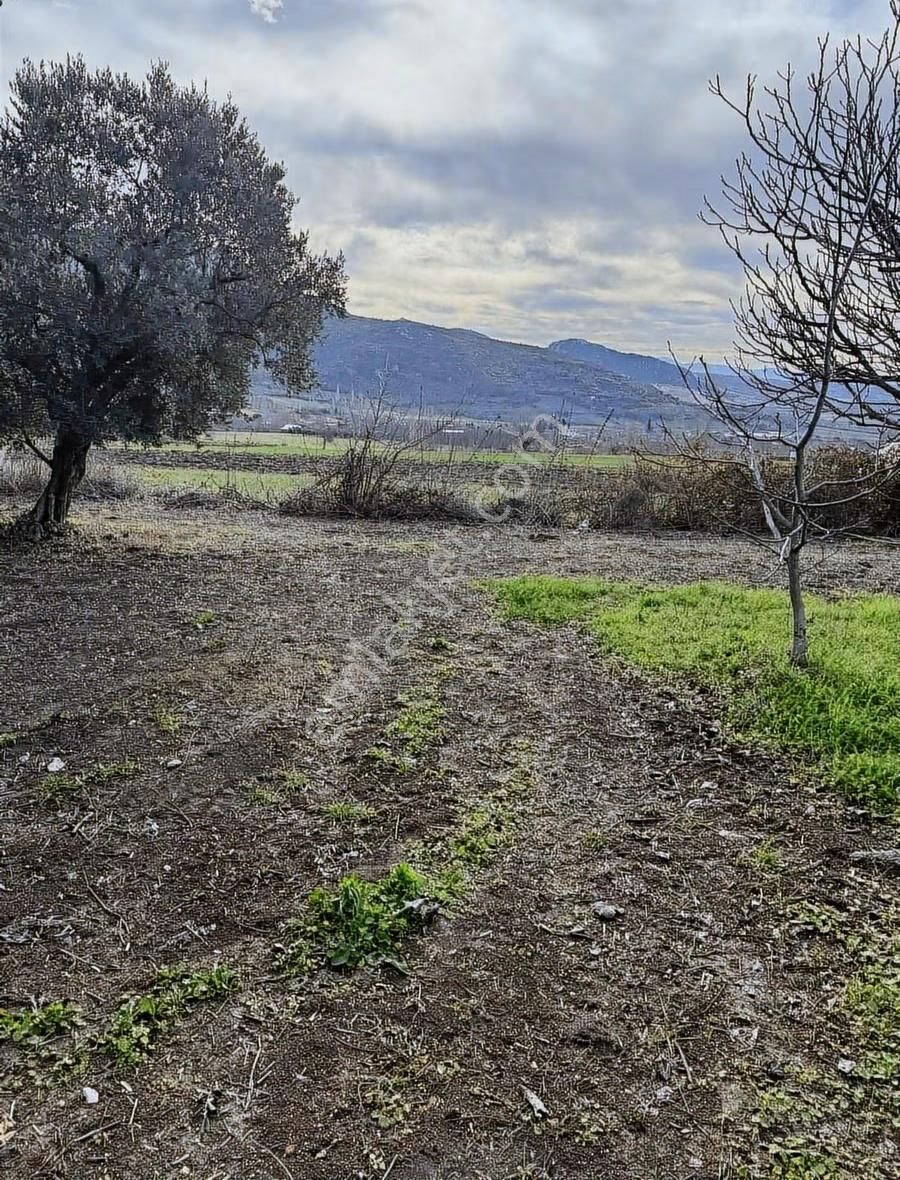Köye Çok Yakın Ev Yapılabilir Zeytinlik - Görsel 3