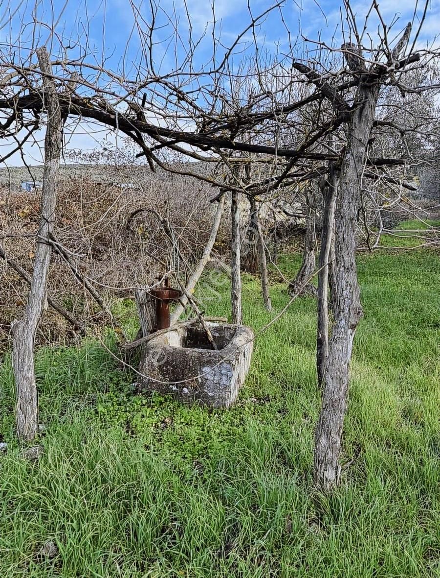 Köye Çok Yakın Ev Yapılabilir Zeytinlik - Görsel 16