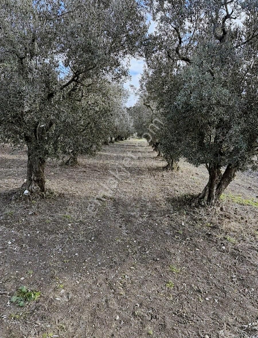 Köye Çok Yakın Ev Yapılabilir Zeytinlik - Görsel 17