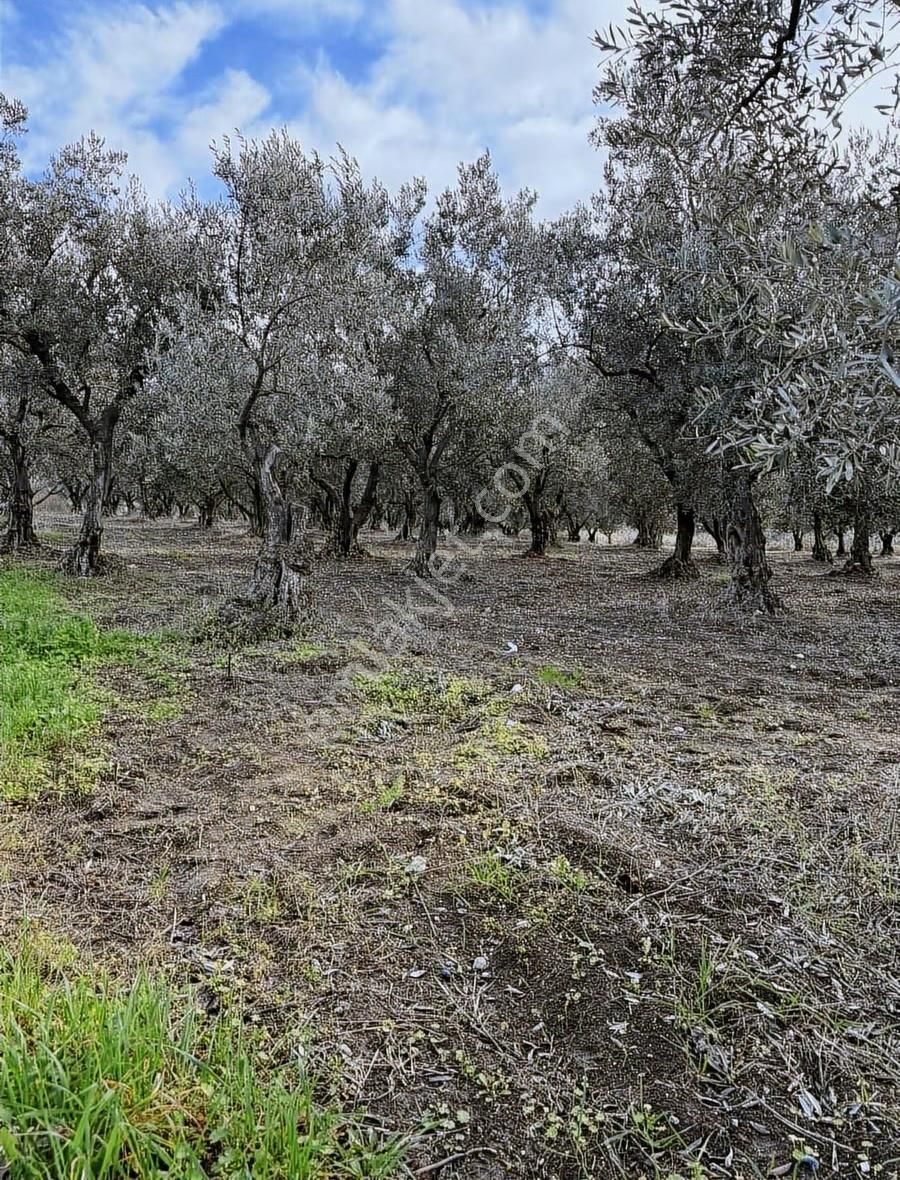 Köye Çok Yakın Ev Yapılabilir Zeytinlik - Görsel 2