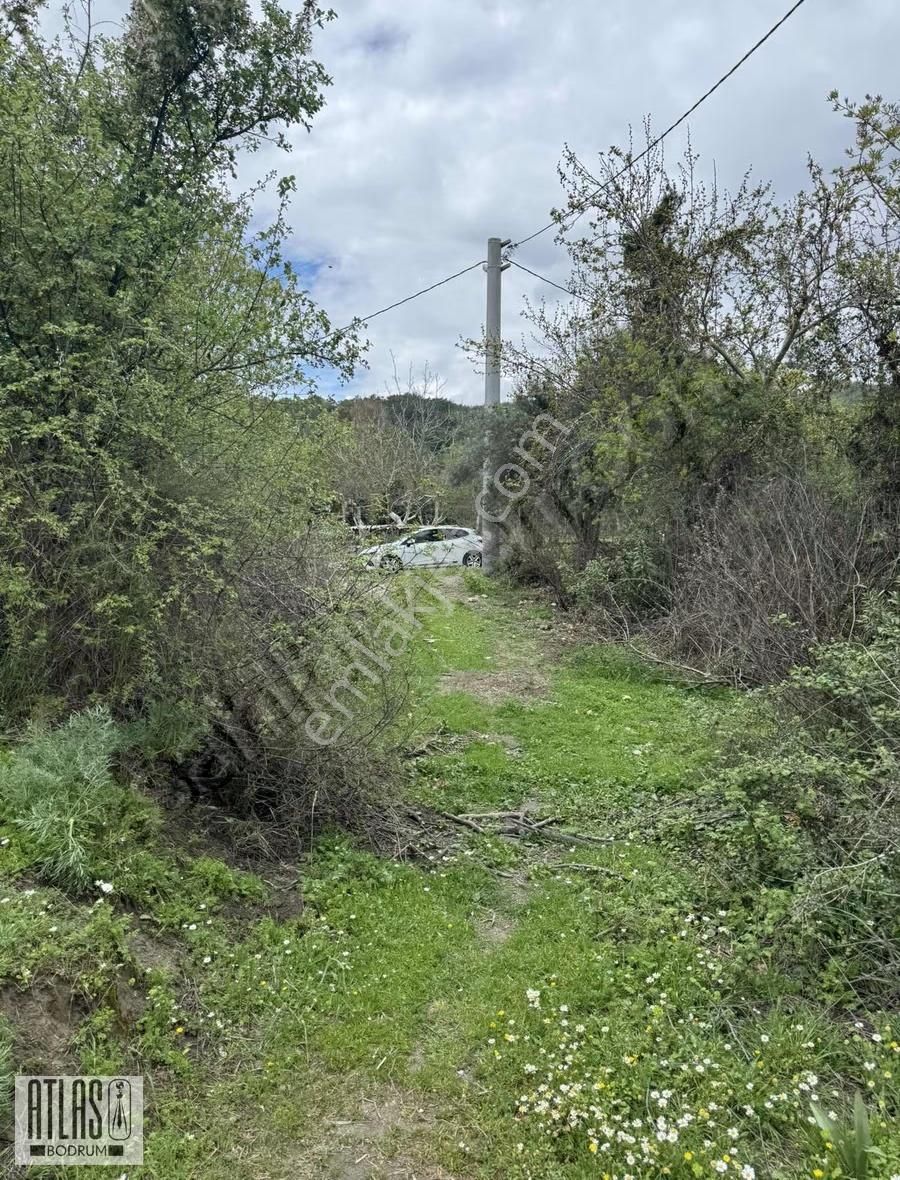 Muğla Ula Karabörtlen Mahallesi Satılık Eğimsiz Tarla - Görsel 2