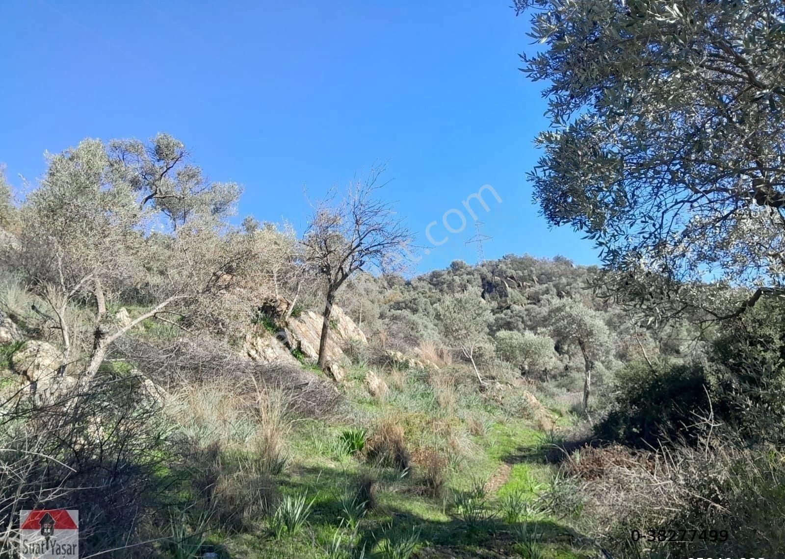 Milas Bafa Mah De Ana Yola Sıfır Satılık Zeytinlik - Görsel 3
