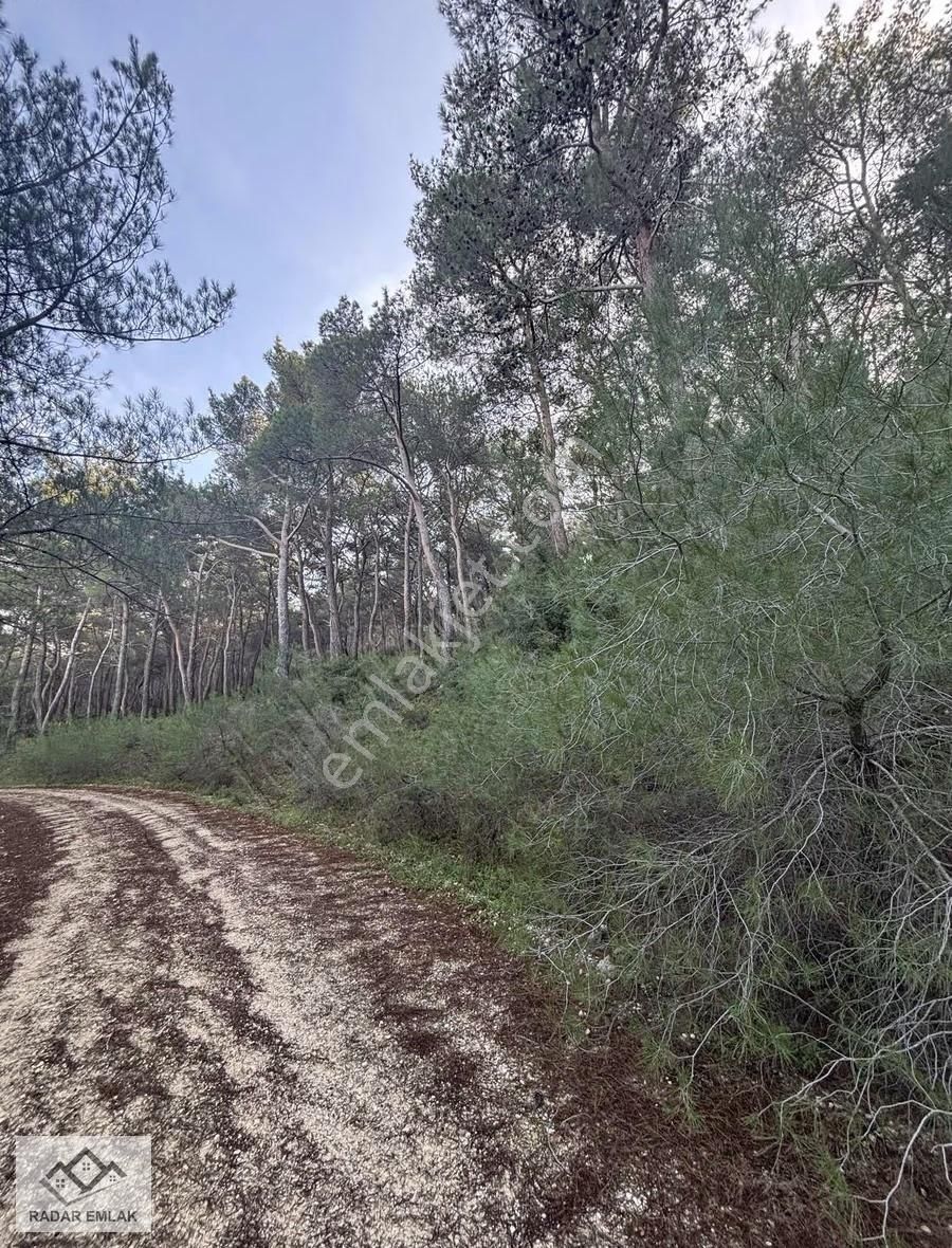 Urla Zeytinlerde Doğanın İçerisinde 2.133 M2 Satılık Tarla - Görsel 2