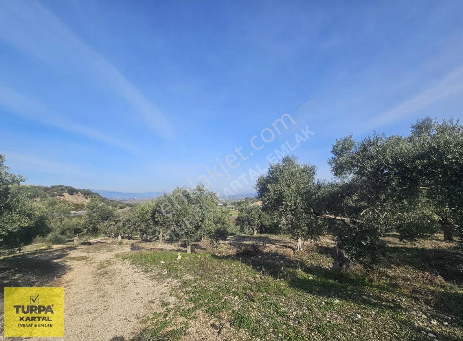 Didim'de 39 Dönüm İmara Sınır Tarla - Görsel 6