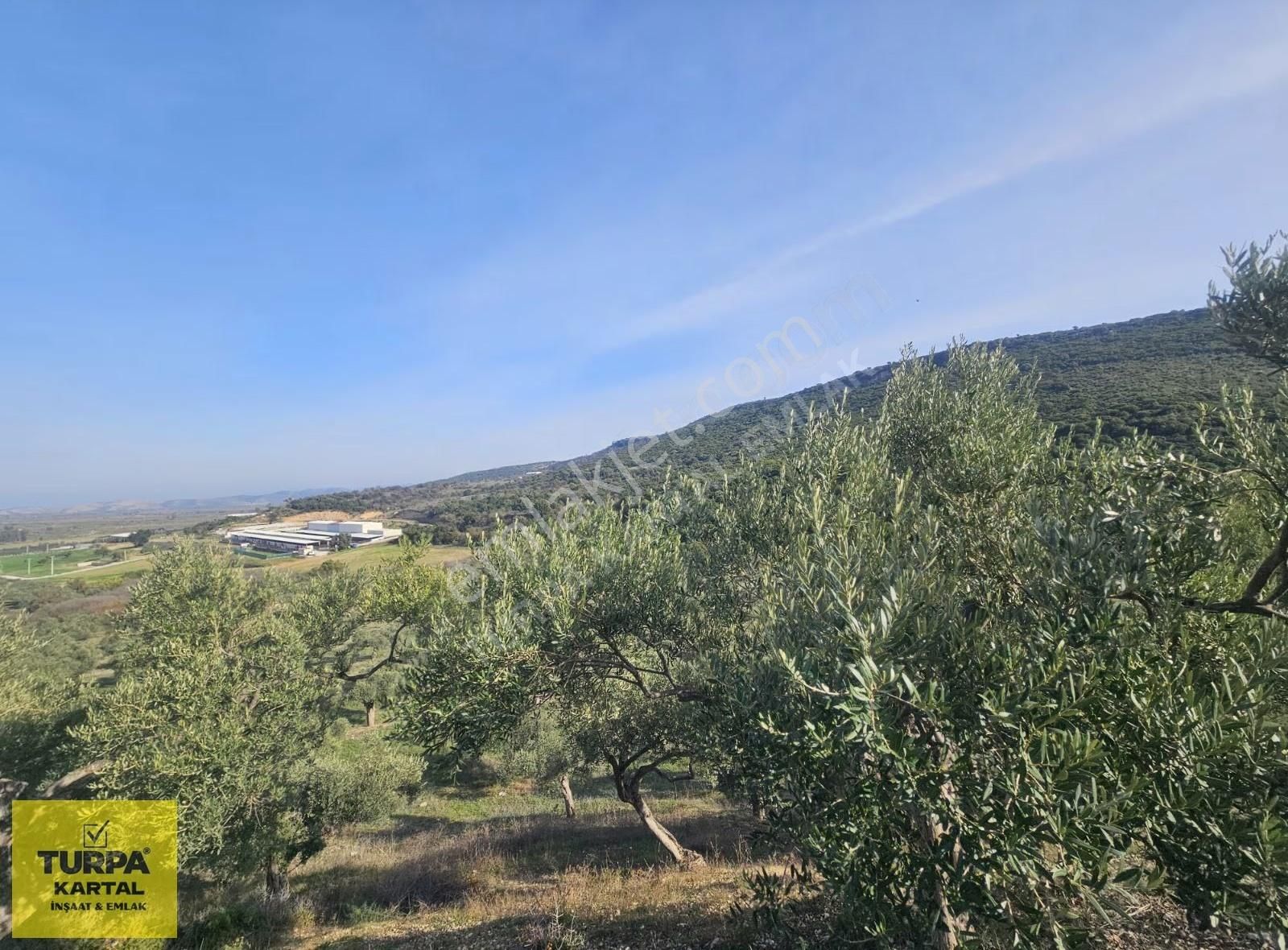 Didim'de 39 Dönüm İmara Sınır Tarla - Görsel 4