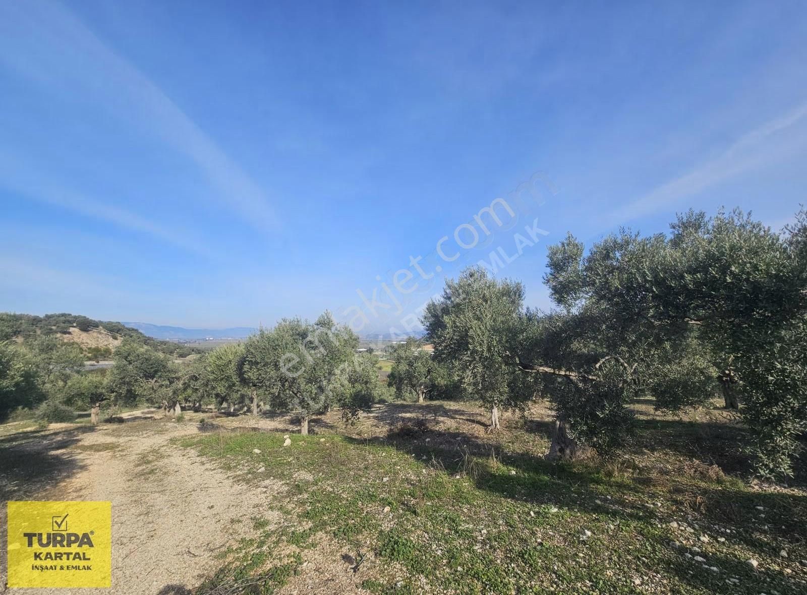 Didim'de 39 Dönüm İmara Sınır Tarla - Görsel 8