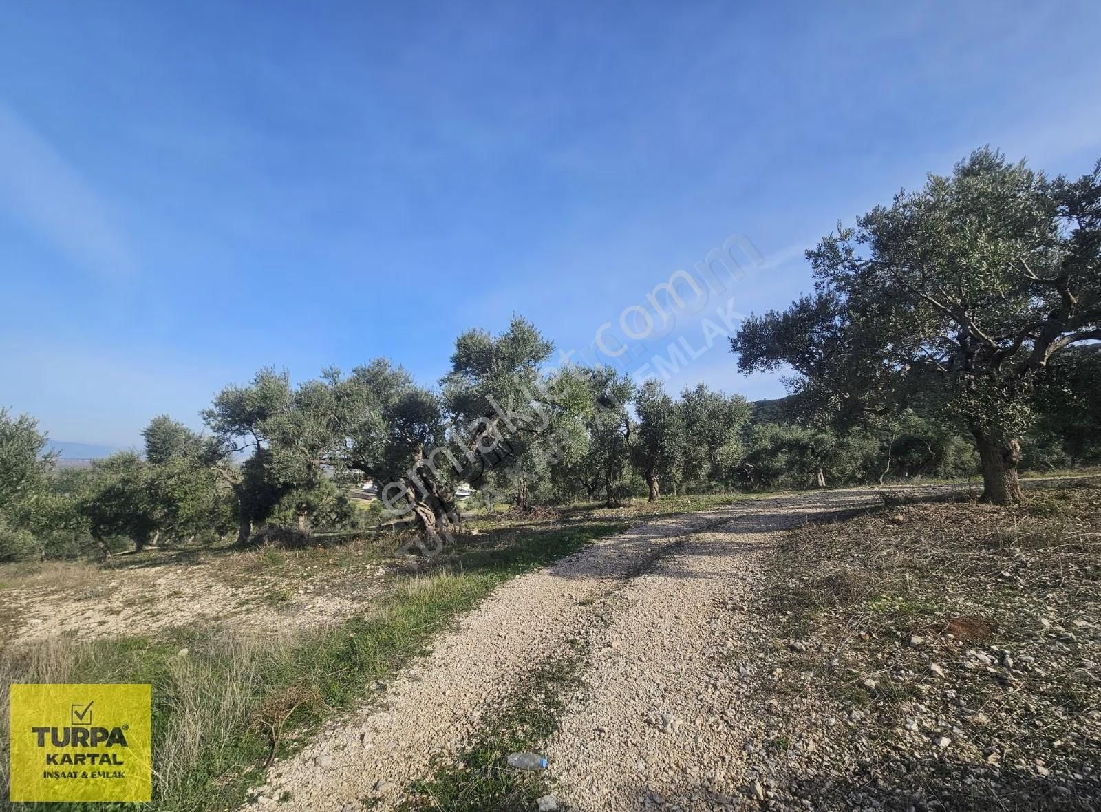 Didim'de 39 Dönüm İmara Sınır Tarla - Görsel 5