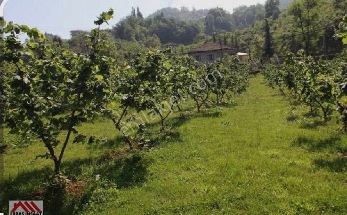 Sakarya Kocaali,de Satılık İmarlı Fındık Bahçesi - Görsel 2