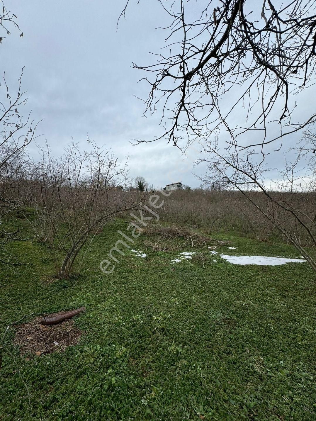 Sakarya Kocaali,de Satılık İmarlı Fındık Bahçesi - Görsel 4