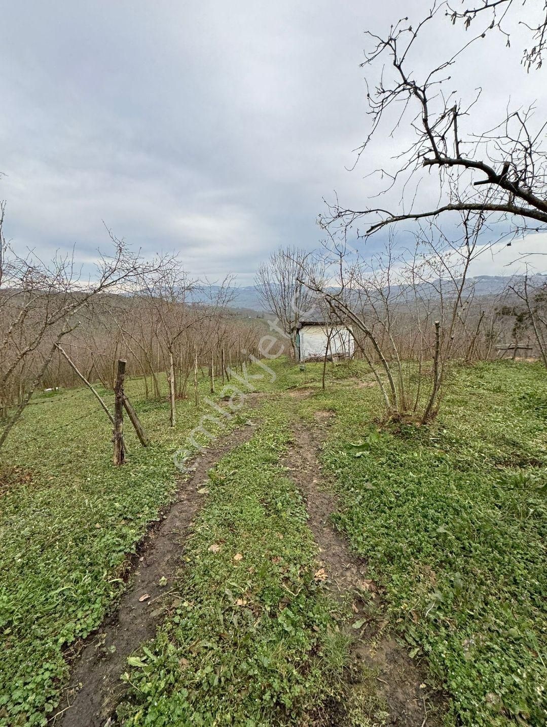 Sakarya Kocaali,de Satılık İmarlı Fındık Bahçesi - Görsel 15