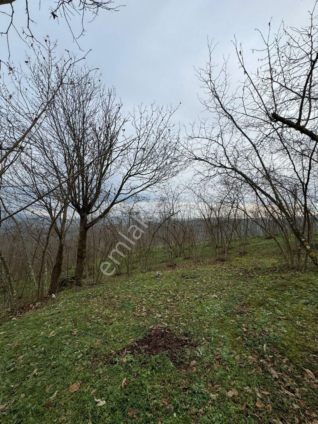 Sakarya Kocaali,de Satılık İmarlı Fındık Bahçesi - Görsel 10