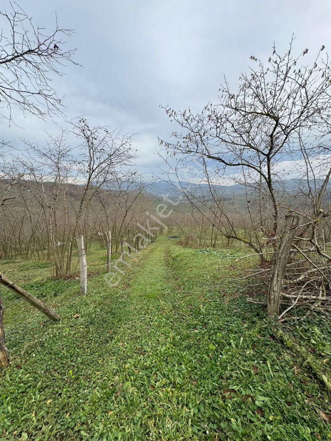 Sakarya Kocaali,de Satılık İmarlı Fındık Bahçesi - Görsel 16