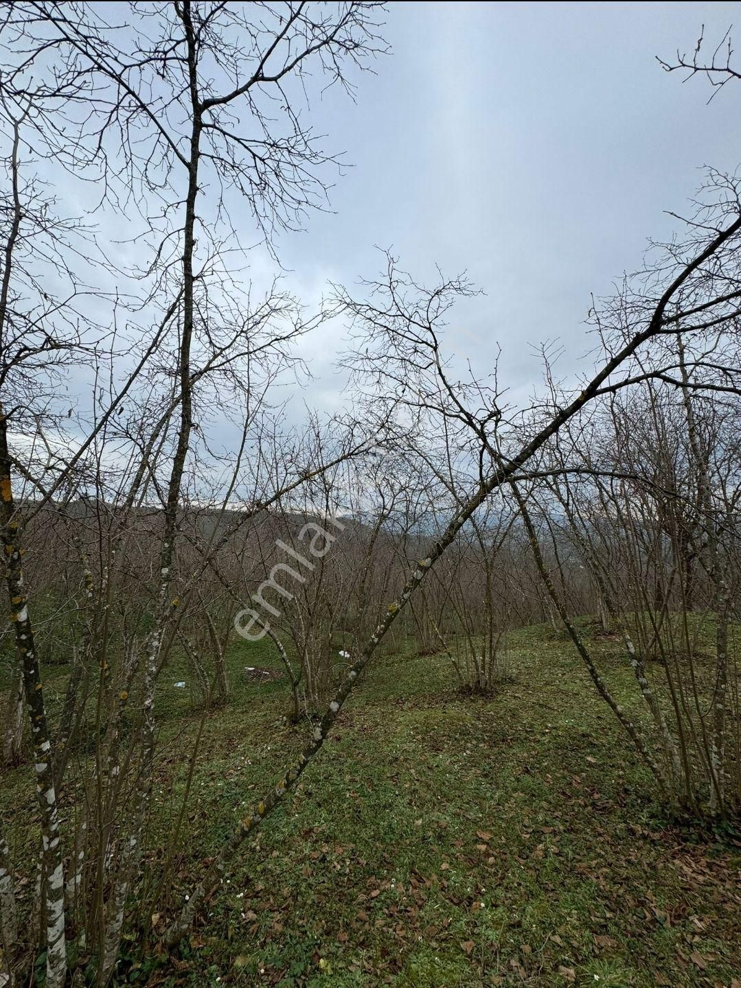 Sakarya Kocaali,de Satılık İmarlı Fındık Bahçesi - Görsel 5