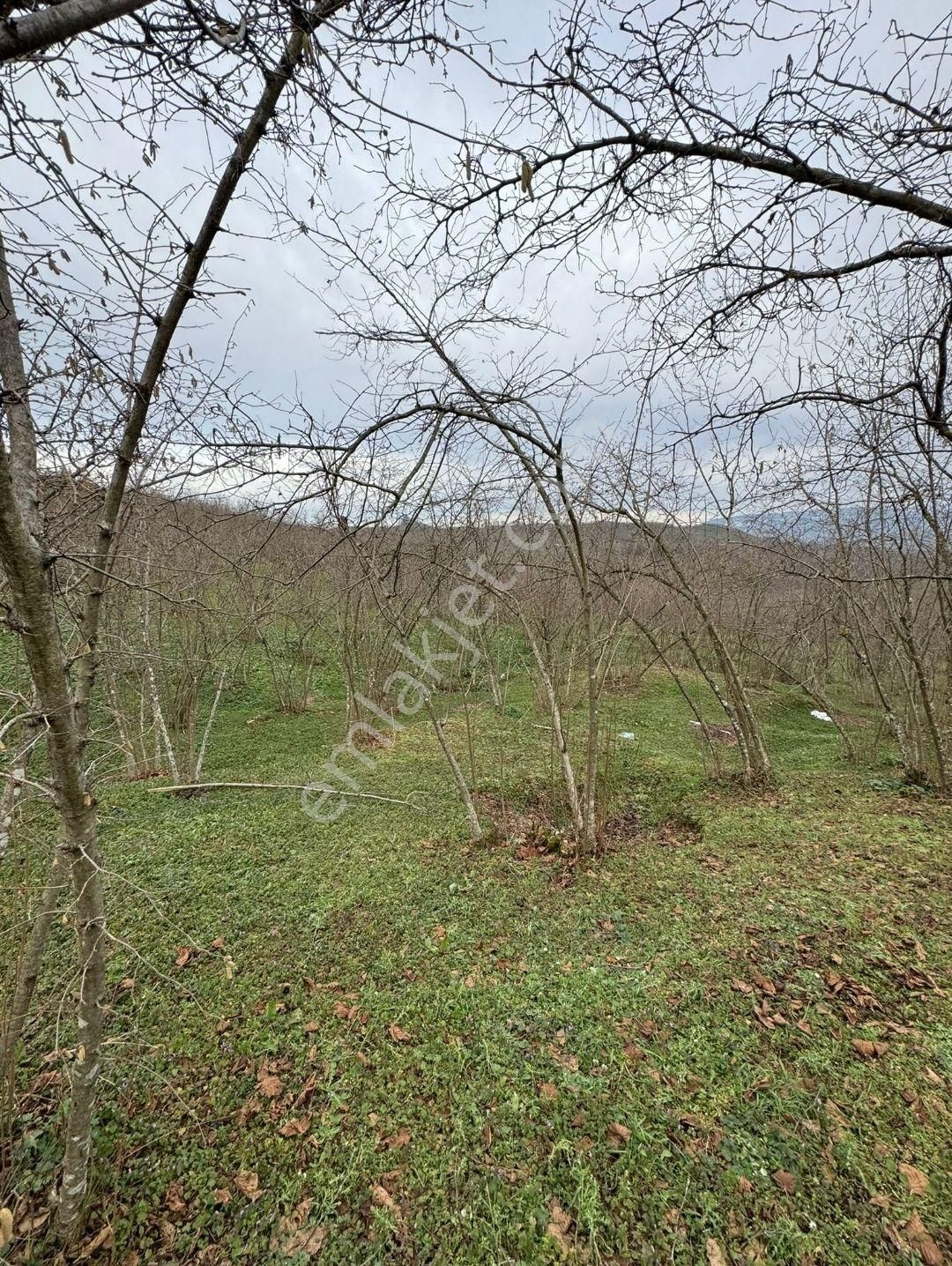 Sakarya Kocaali,de Satılık İmarlı Fındık Bahçesi - Görsel 6