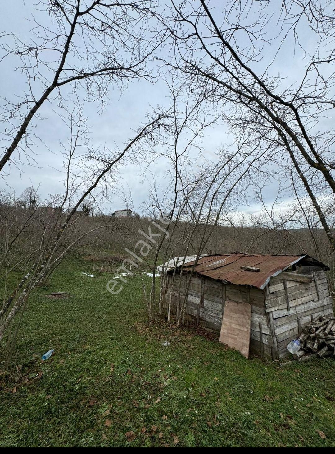 Sakarya Kocaali,de Satılık İmarlı Fındık Bahçesi - Görsel 3