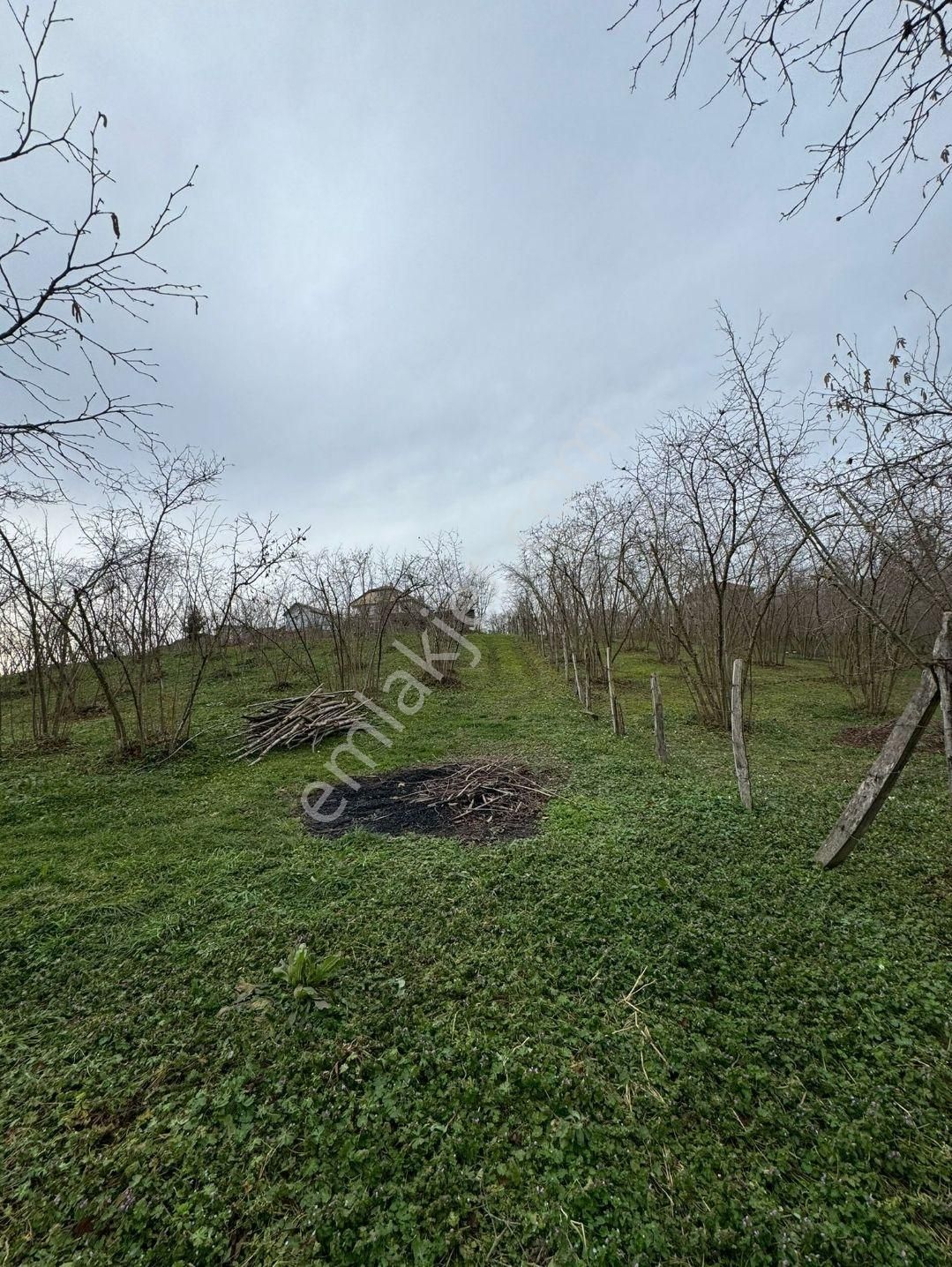 Sakarya Kocaali,de Satılık İmarlı Fındık Bahçesi - Görsel 12