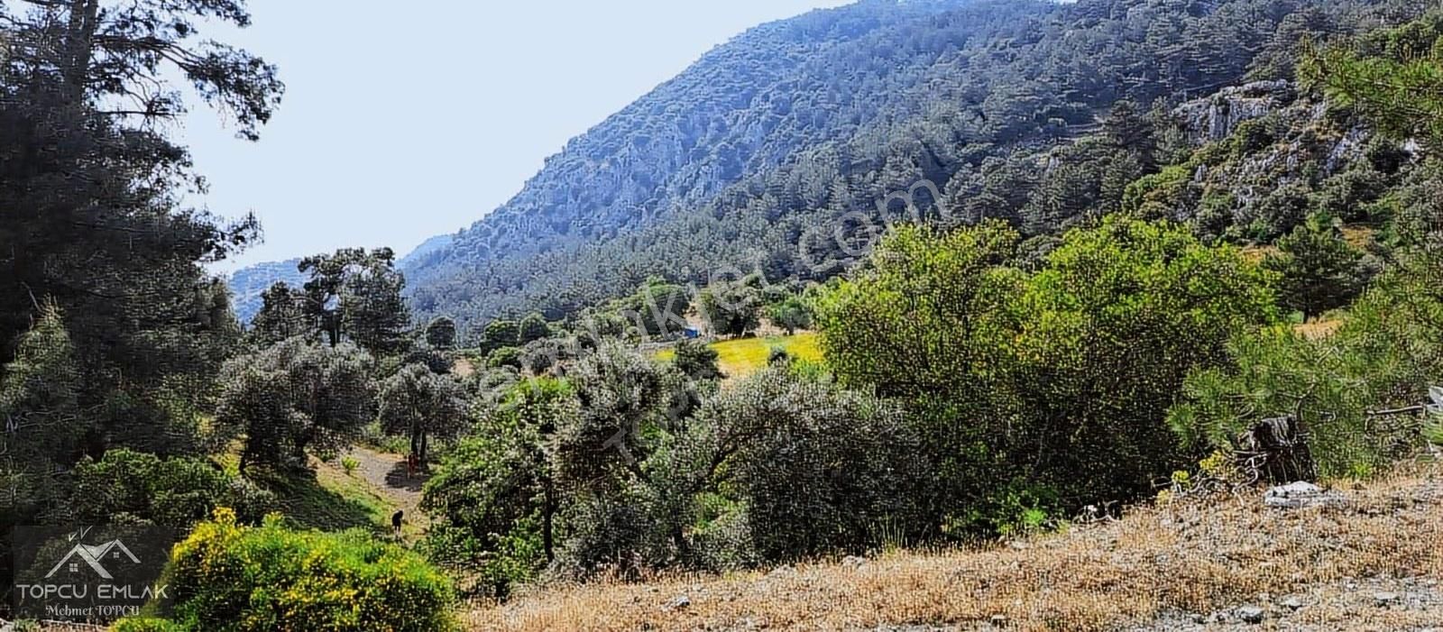 Gökbelde Satılık Tamamı Deniz Gören 28 Dönüm Tek Tapu Tarla - Görsel 2