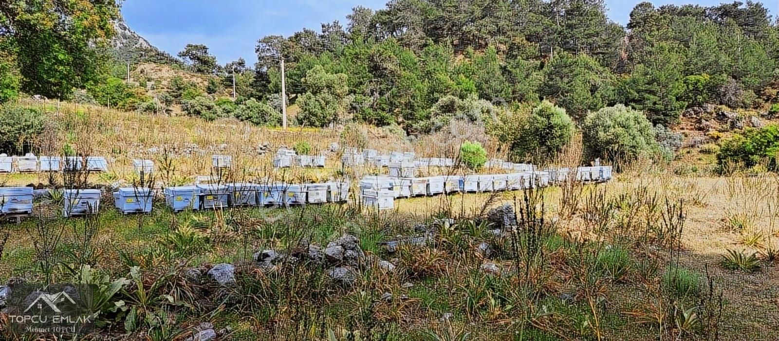 Gökbelde Satılık Tamamı Deniz Gören 28 Dönüm Tek Tapu Tarla - Görsel 6