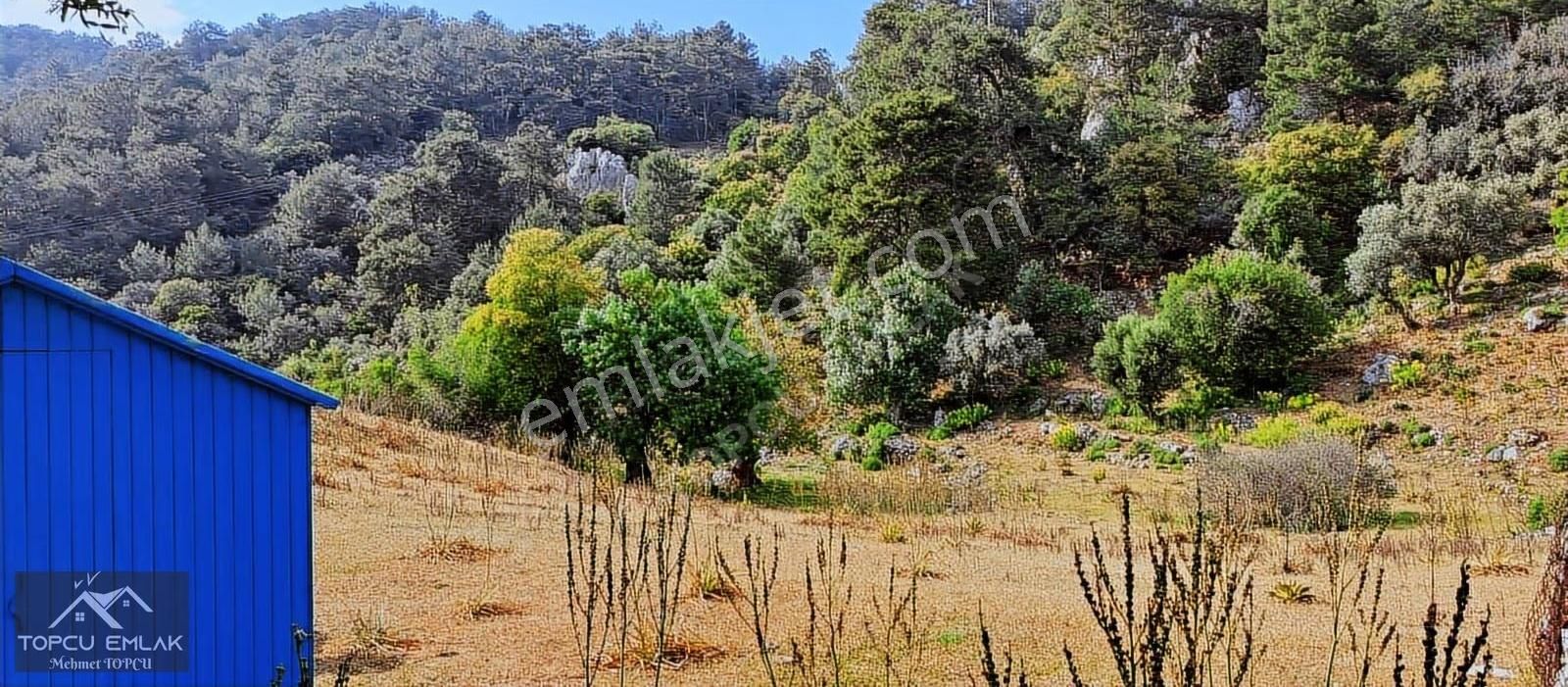 Gökbelde Satılık Tamamı Deniz Gören 28 Dönüm Tek Tapu Tarla - Görsel 4