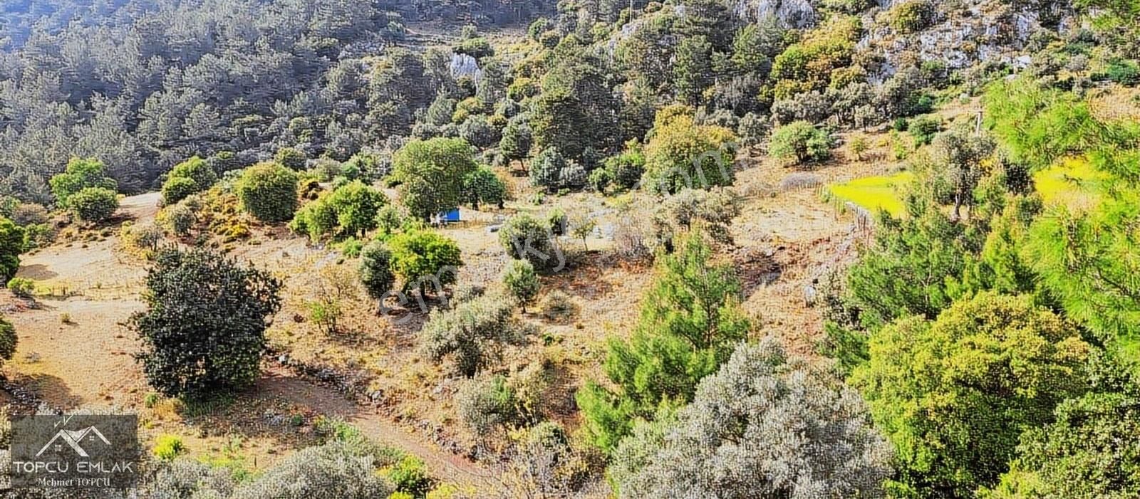 Gökbelde Satılık Tamamı Deniz Gören 28 Dönüm Tek Tapu Tarla - Görsel 3