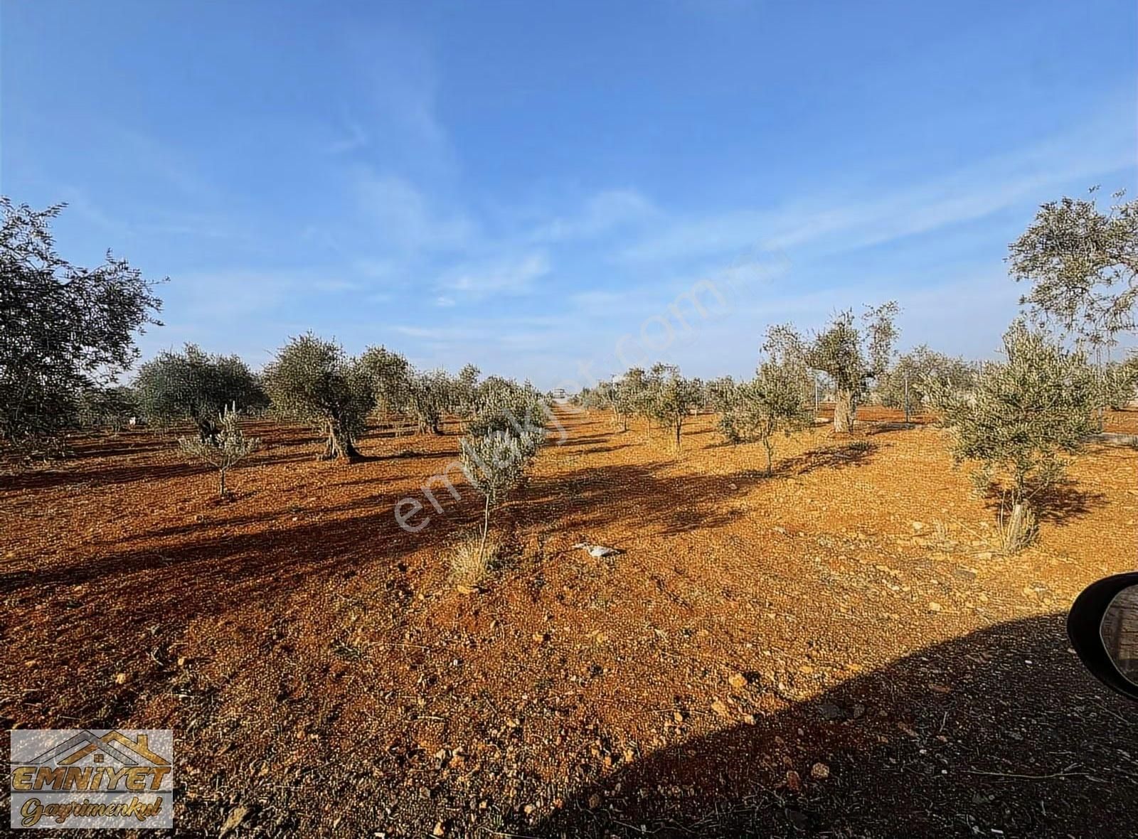 Emniyet Gayrimenkul Satılık Akçabağlarda Bağ Evlik Zeytinlik - Görsel 3