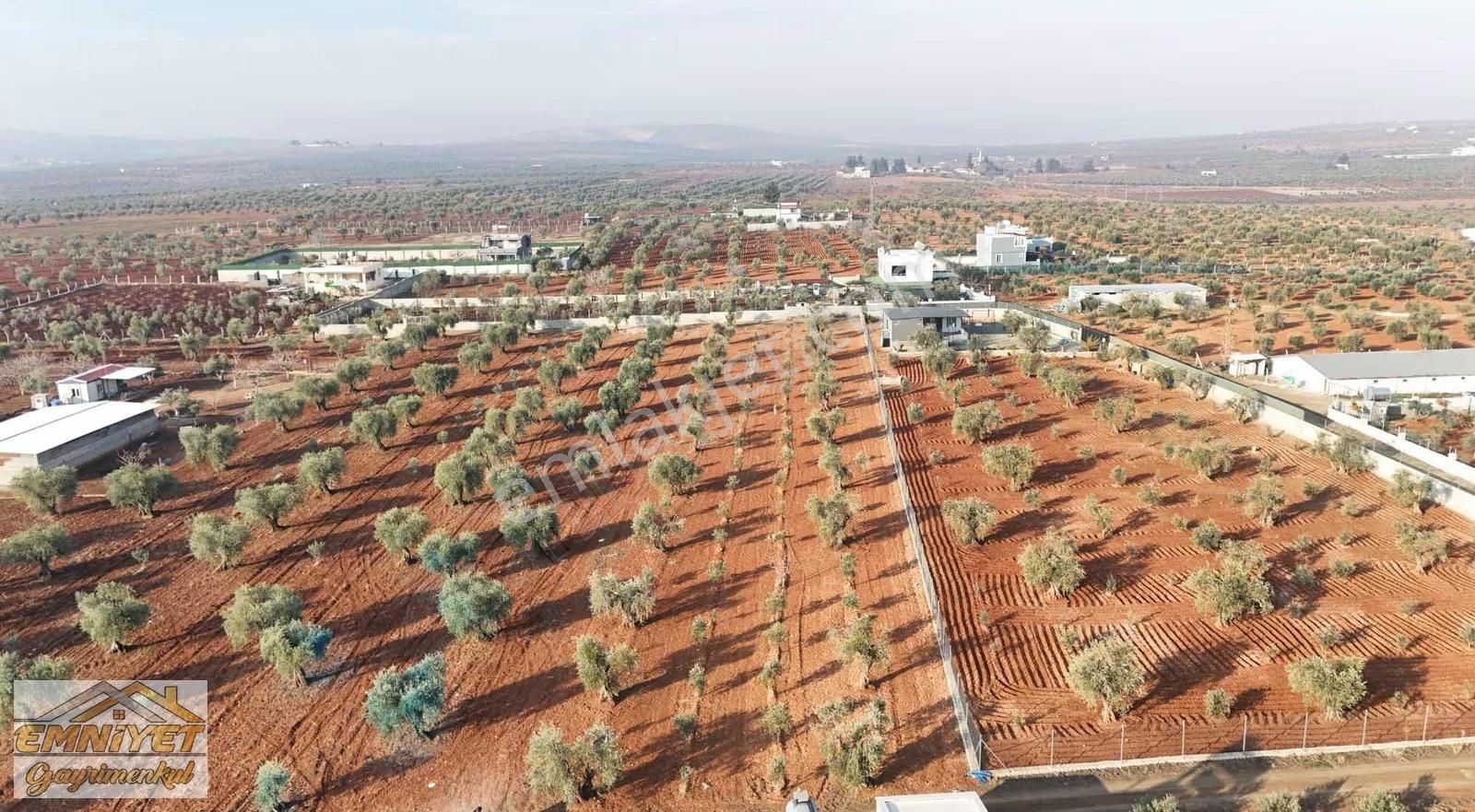 Emniyet Gayrimenkul Satılık Akçabağlarda Bağ Evlik Zeytinlik