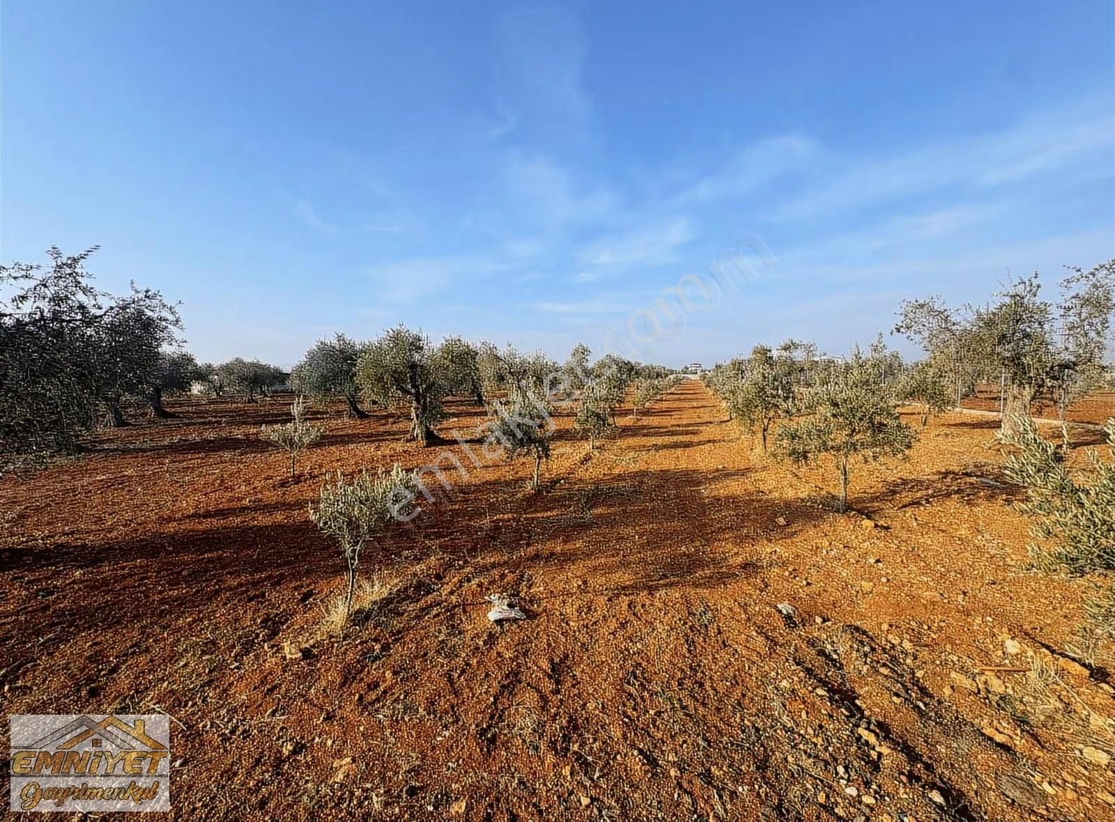 Emniyet Gayrimenkul Satılık Akçabağlarda Bağ Evlik Zeytinlik - Görsel 15