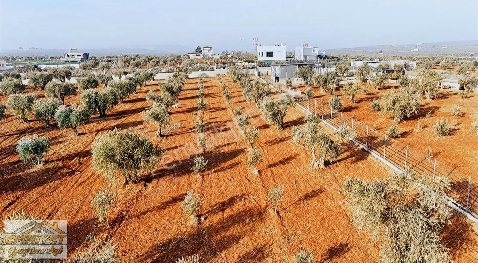 Emniyet Gayrimenkul Satılık Akçabağlarda Bağ Evlik Zeytinlik - Görsel 20