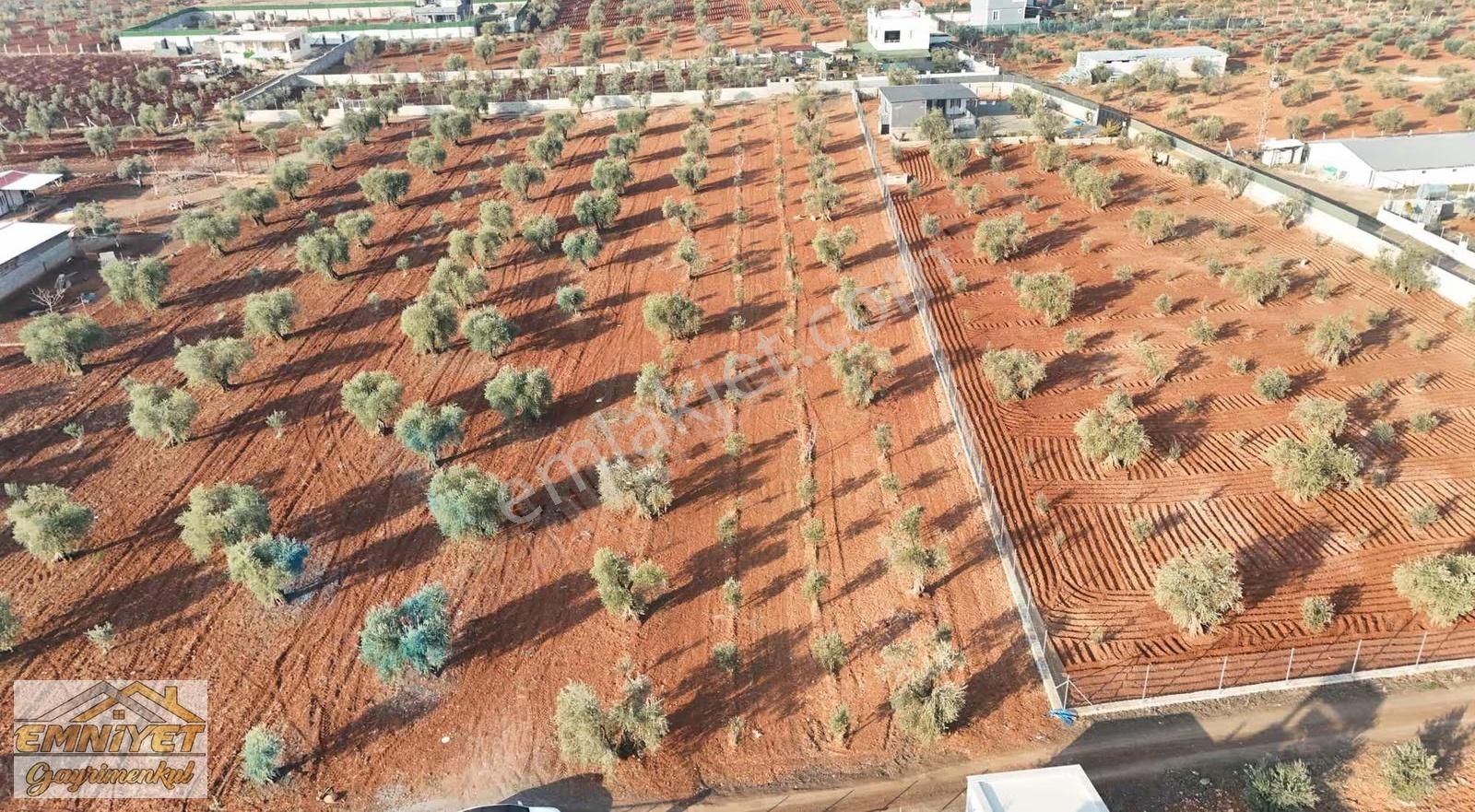 Emniyet Gayrimenkul Satılık Akçabağlarda Bağ Evlik Zeytinlik - Görsel 21