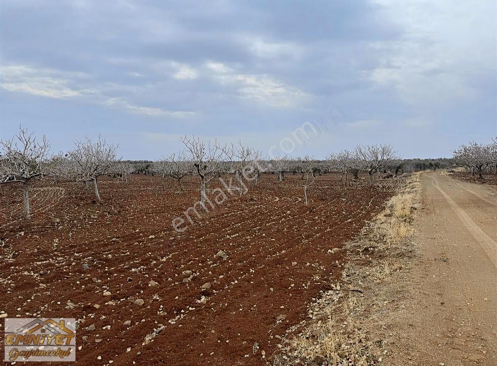 Satılık Fırsat M.rıfat Kazancıoğlunda Fıstık 2600m2 Resmi Yol - Görsel 5