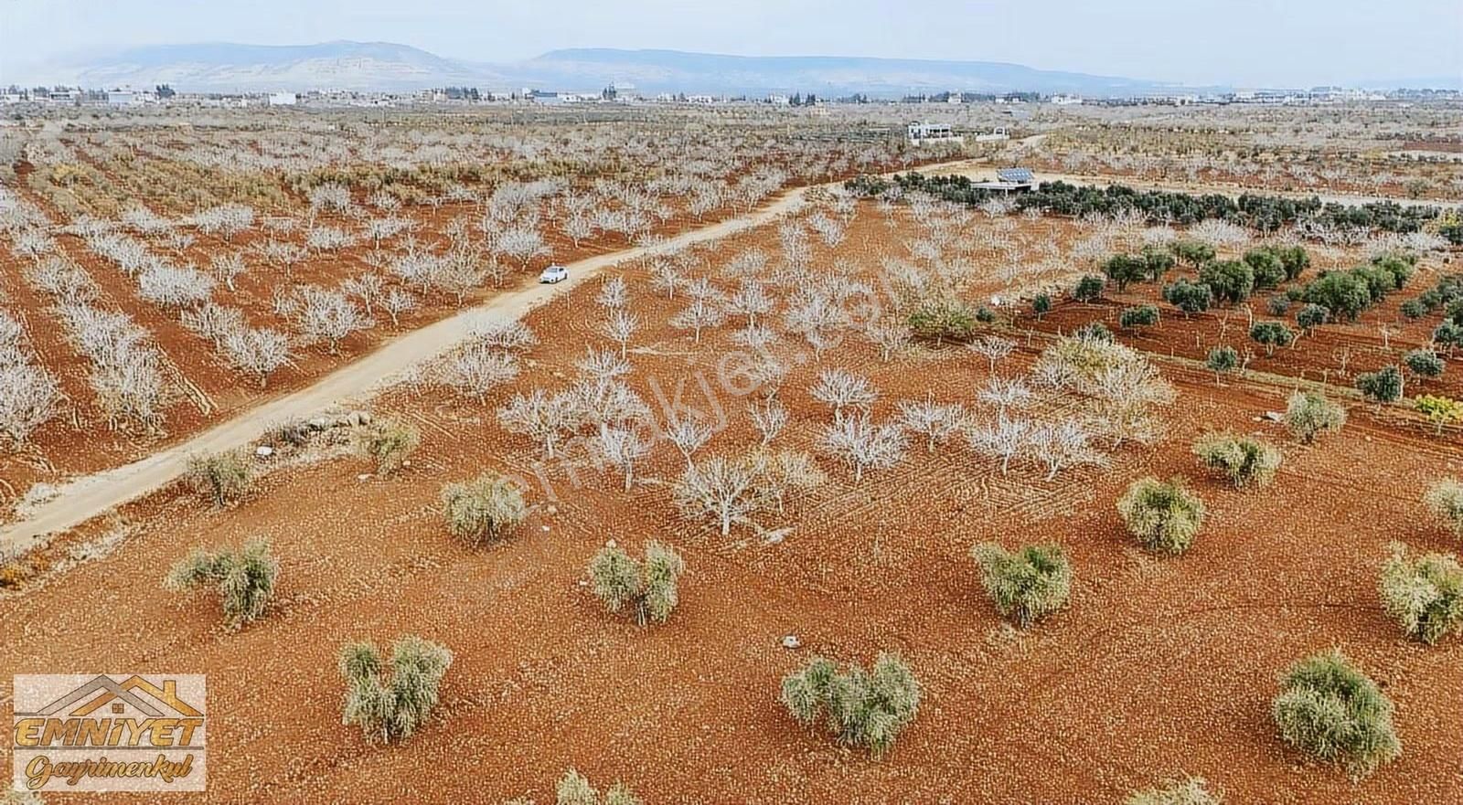 Satılık Fırsat M.rıfat Kazancıoğlunda Fıstık 2600m2 Resmi Yol - Görsel 9