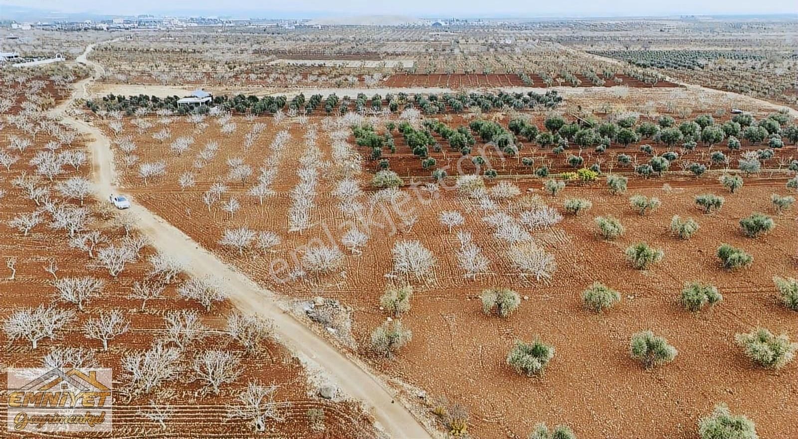 Satılık Fırsat M.rıfat Kazancıoğlunda Fıstık 2600m2 Resmi Yol