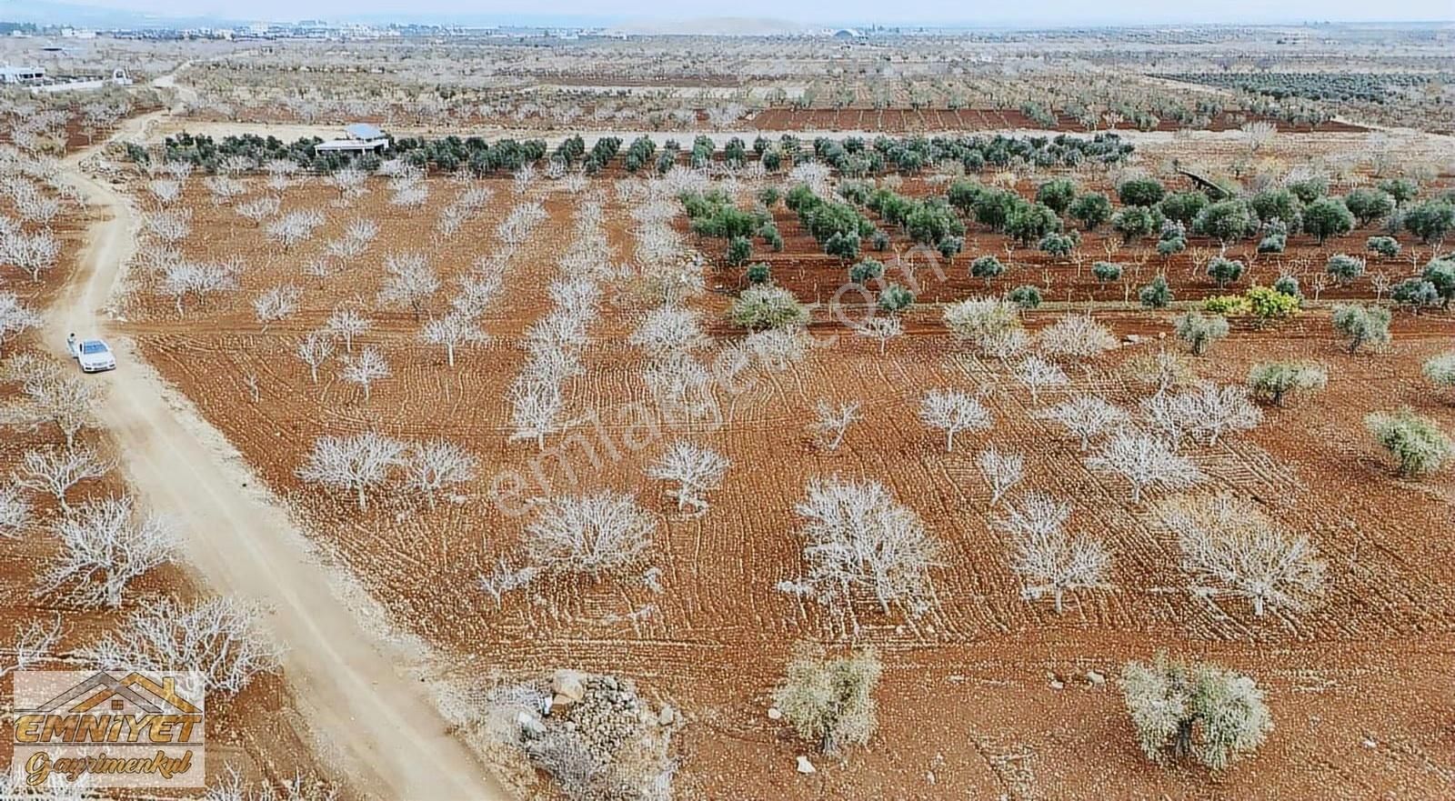 Satılık Fırsat M.rıfat Kazancıoğlunda Fıstık 2600m2 Resmi Yol - Görsel 14