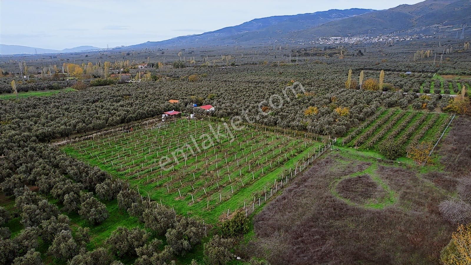 Nova Realty'den Üreğil'de Yüksek Getirili Ruhsatlı Kivi Bahçesi - Görsel 24