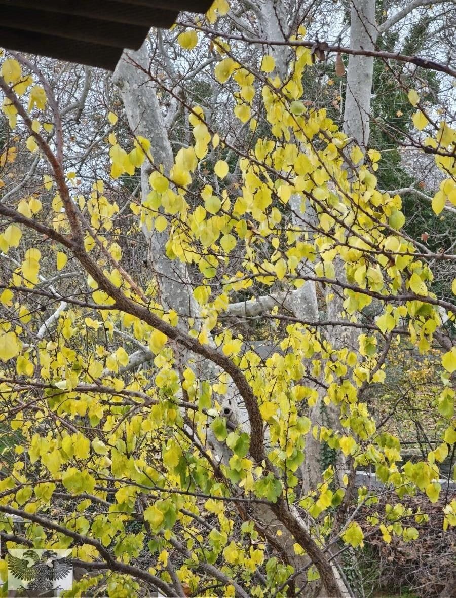 Sahile Yürüme Mesafesinde 3+1 Yazlık - Görsel 6