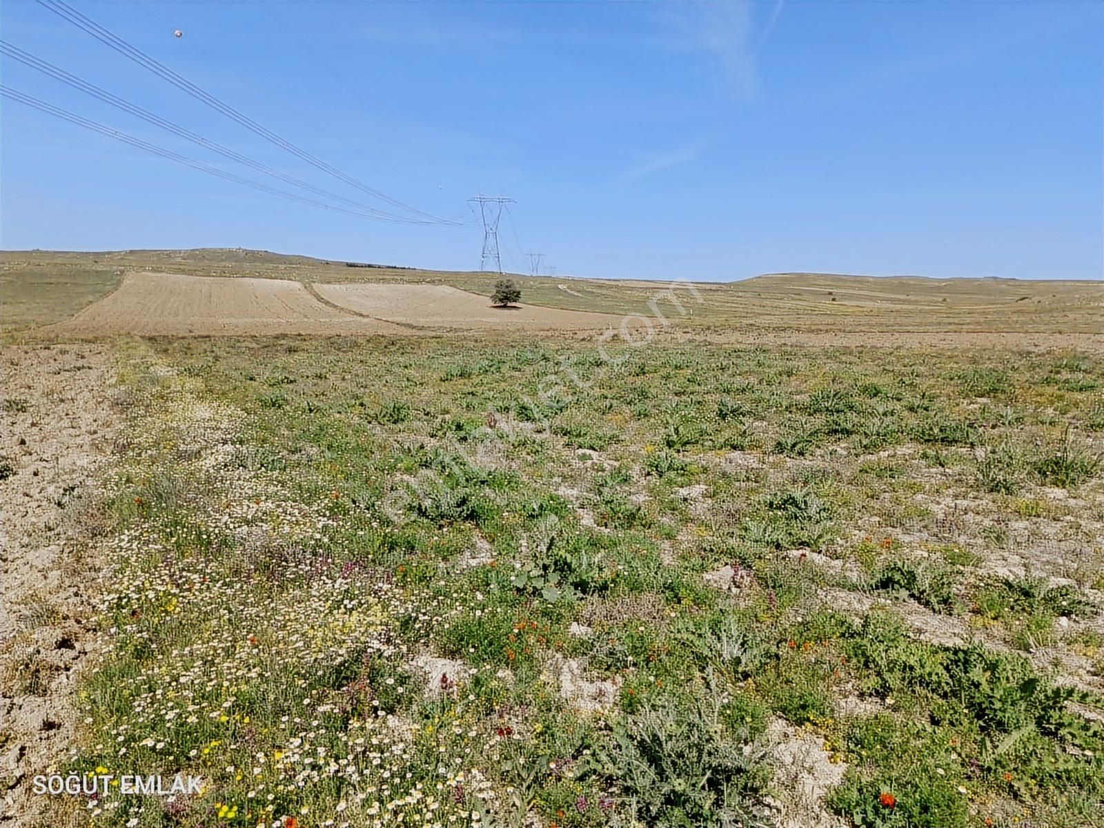 Resmi Yolu Olan Yatırımlık Tarla - Görsel 11