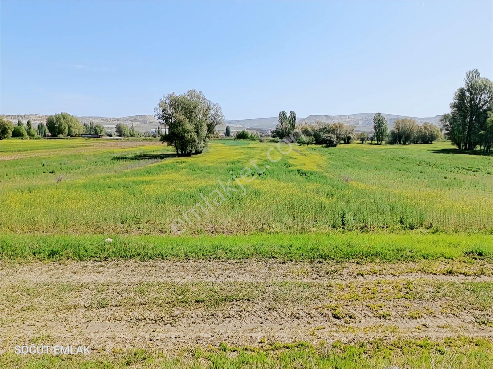Söğüt Emlak'tan Satılık Verimli Düz Tarla Yolu Var - Görsel 5