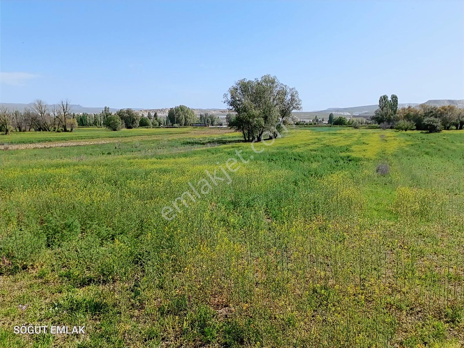 Söğüt Emlak'tan Satılık Verimli Düz Tarla Yolu Var - Görsel 3
