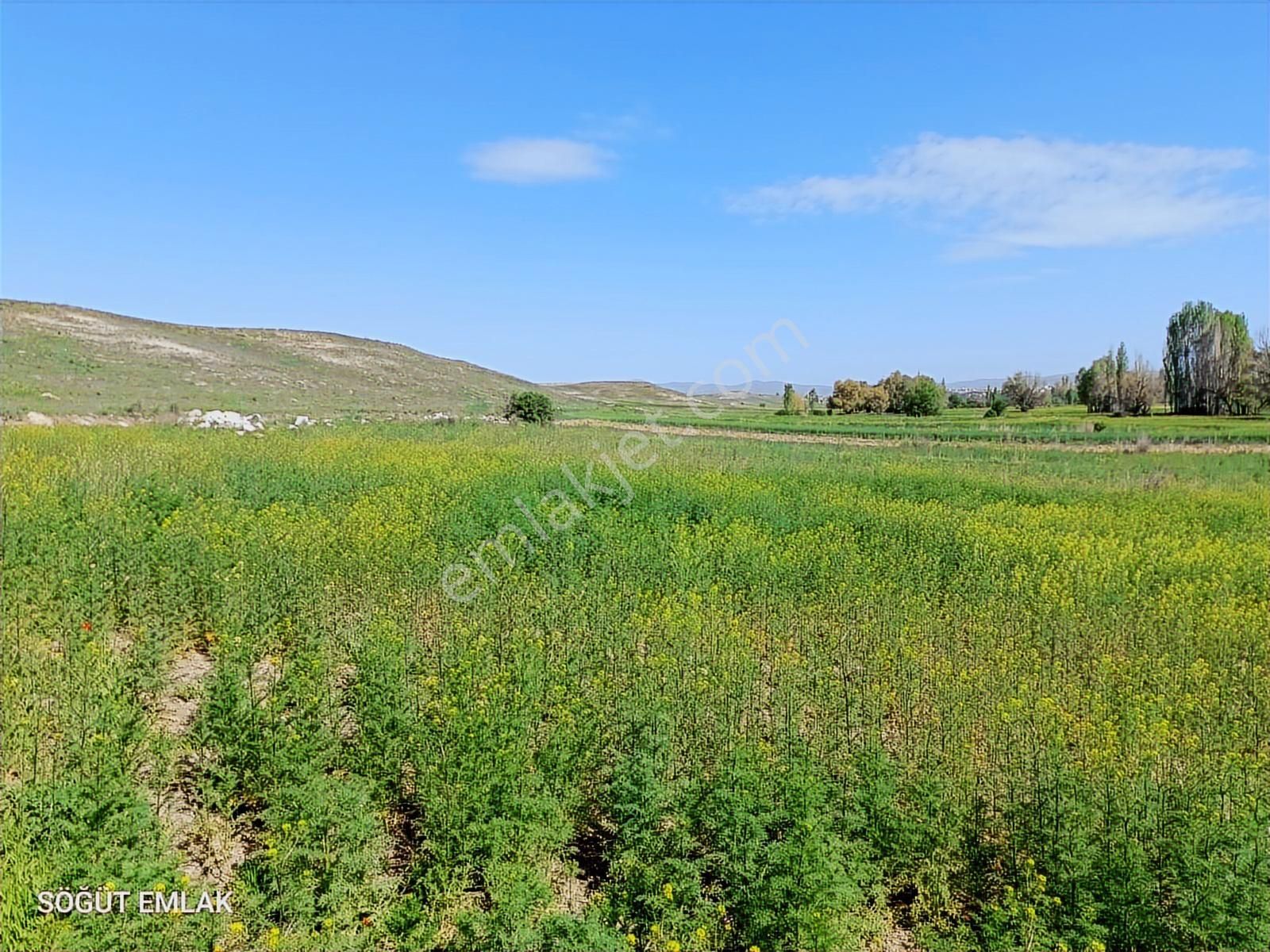 Söğüt Emlak'tan Satılık Verimli Düz Tarla Yolu Var - Görsel 6