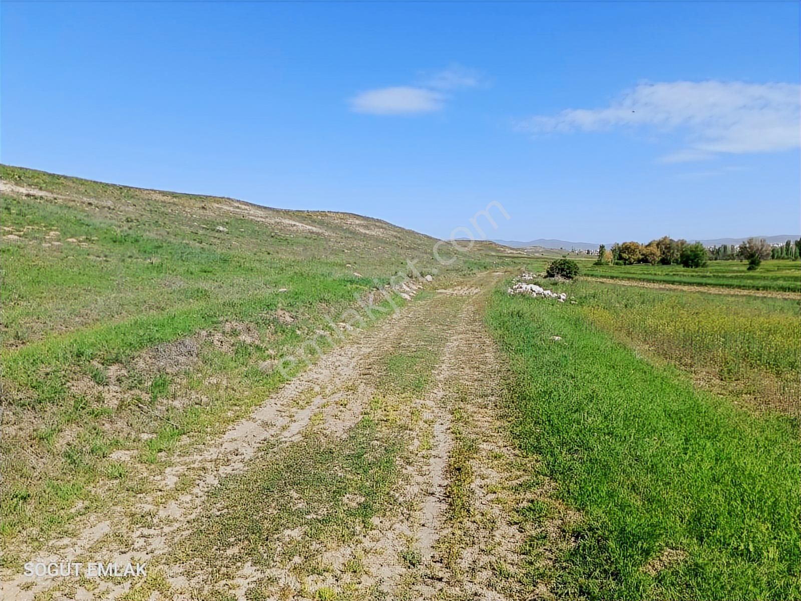 Söğüt Emlak'tan Satılık Verimli Düz Tarla Yolu Var - Görsel 4