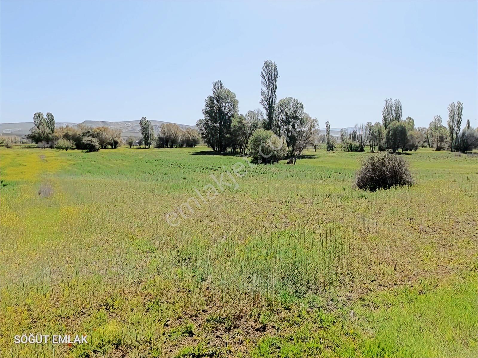 Söğüt Emlak'tan Satılık Verimli Düz Tarla Yolu Var - Görsel 9