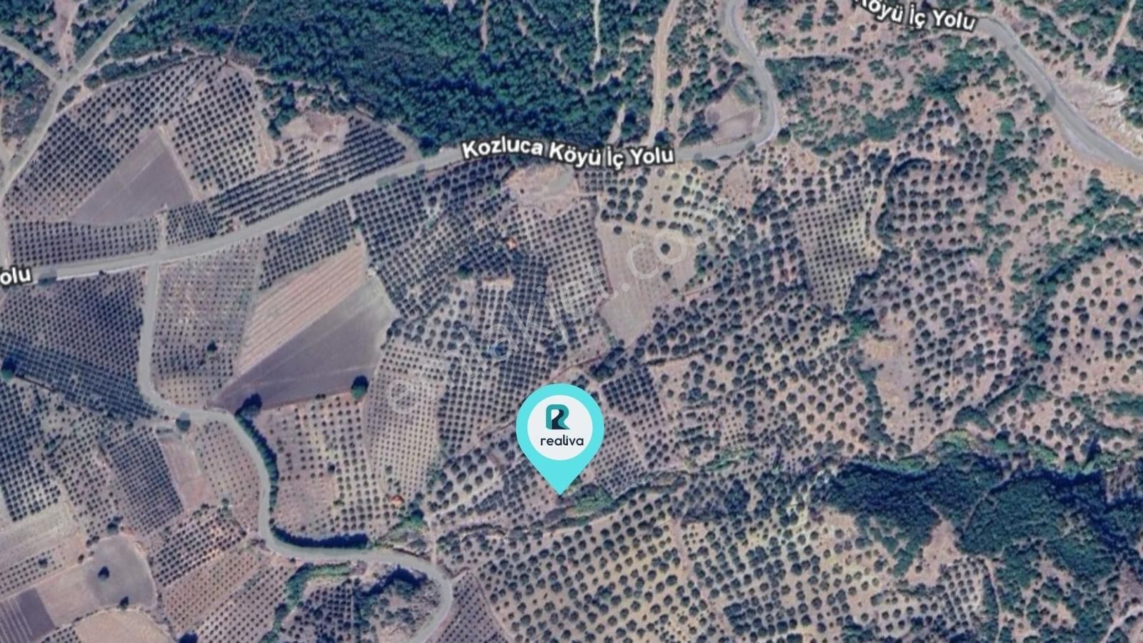 Realivadan Bergama Kozlucada Satılık 2794 M2 Zeytinlik - Görsel 2