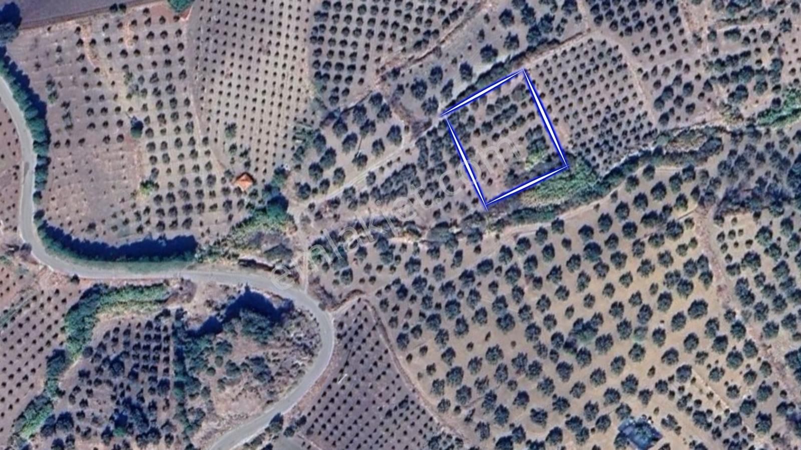 Realivadan Bergama Kozlucada Satılık 2794 M2 Zeytinlik - Görsel 4