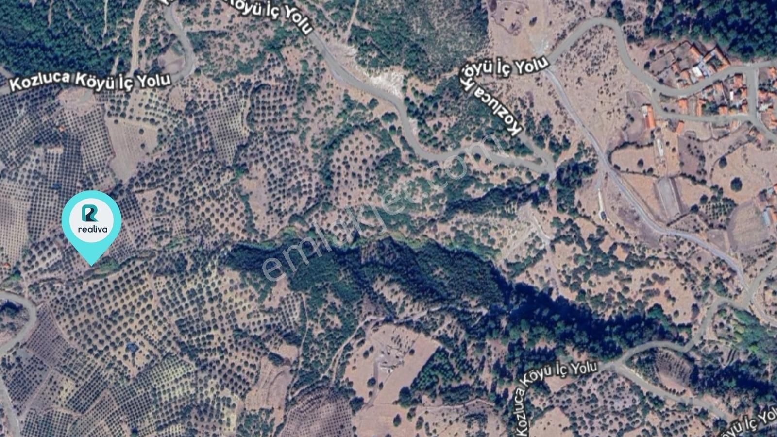 Realivadan Bergama Kozlucada Satılık 2794 M2 Zeytinlik - Görsel 3